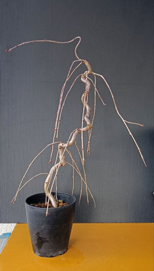 富士枝垂桜盆栽