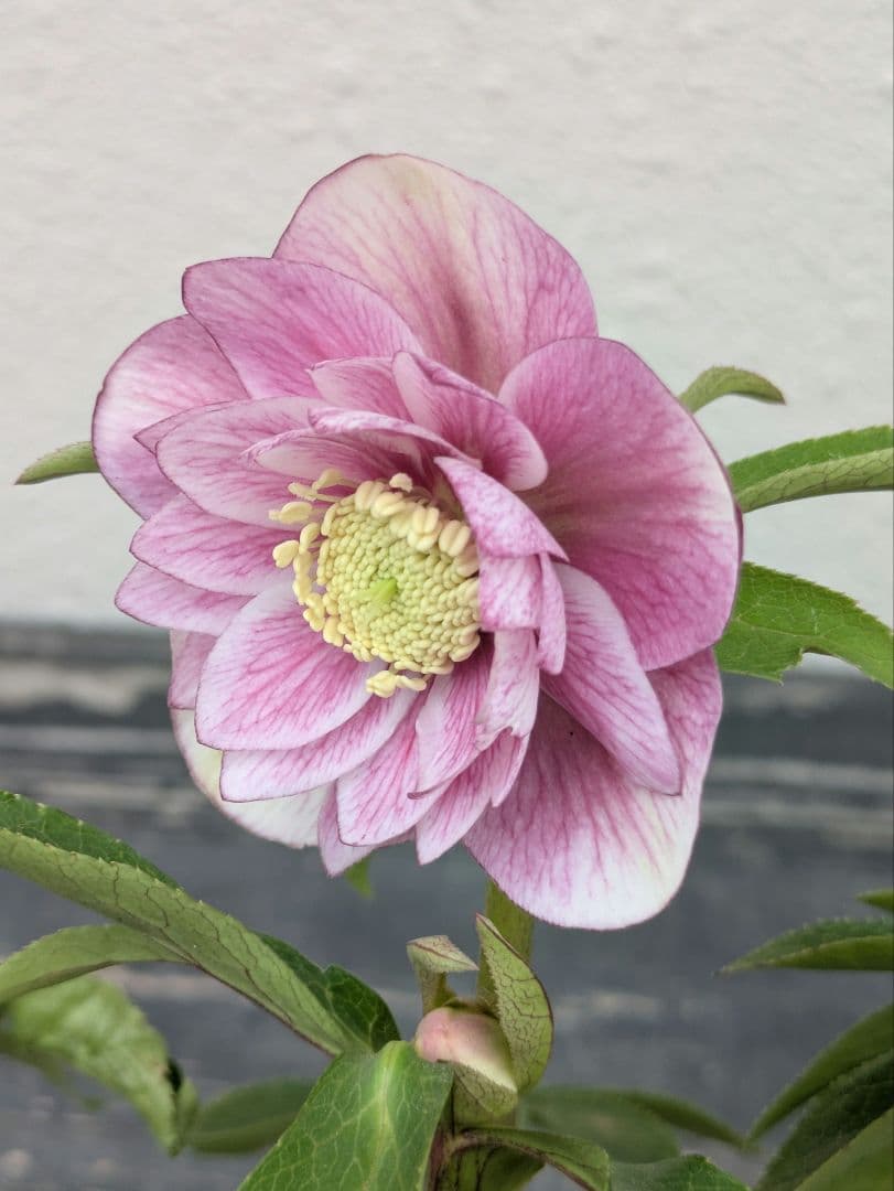 商談中 クリスマスローズ ピンクミストグラデーション dd ダブル