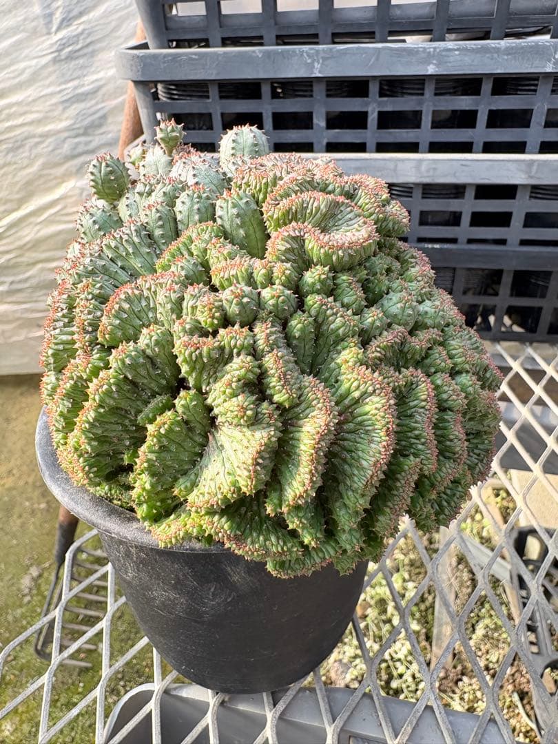 ユーフォルビア　オベサブロウ 綴化(石化)