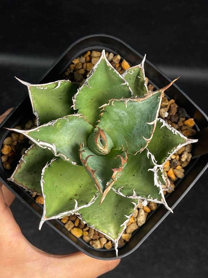 EMP アガベ チタノタ 星空　中株 / ブツブツ系 AG1-905