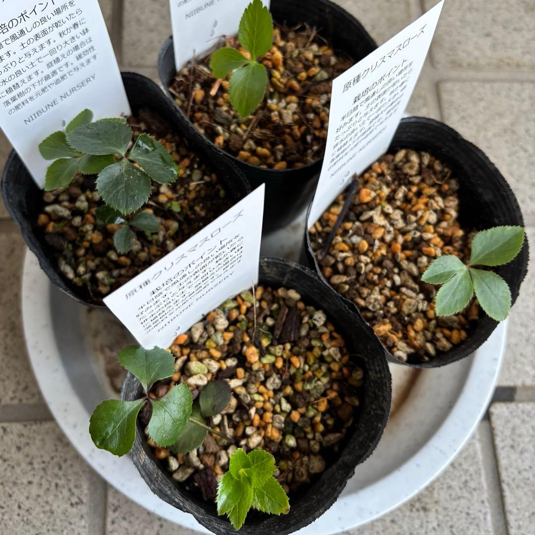 原種　クリスマスローズ 苗　クリロー　希少　クリスマスローズ　花苗