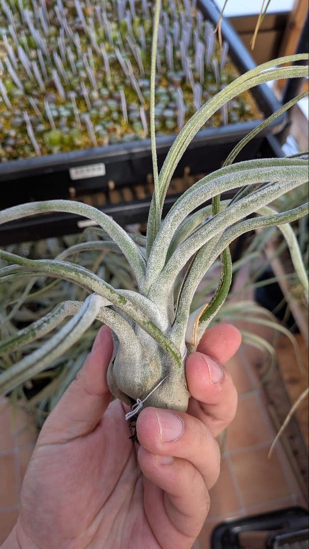 チランジア　Ty タイ便