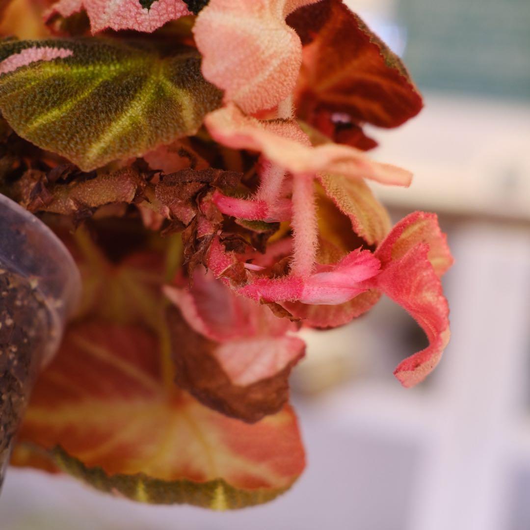 Begonia soli mutata Var│ベゴニア ソリムタータ ピンク④