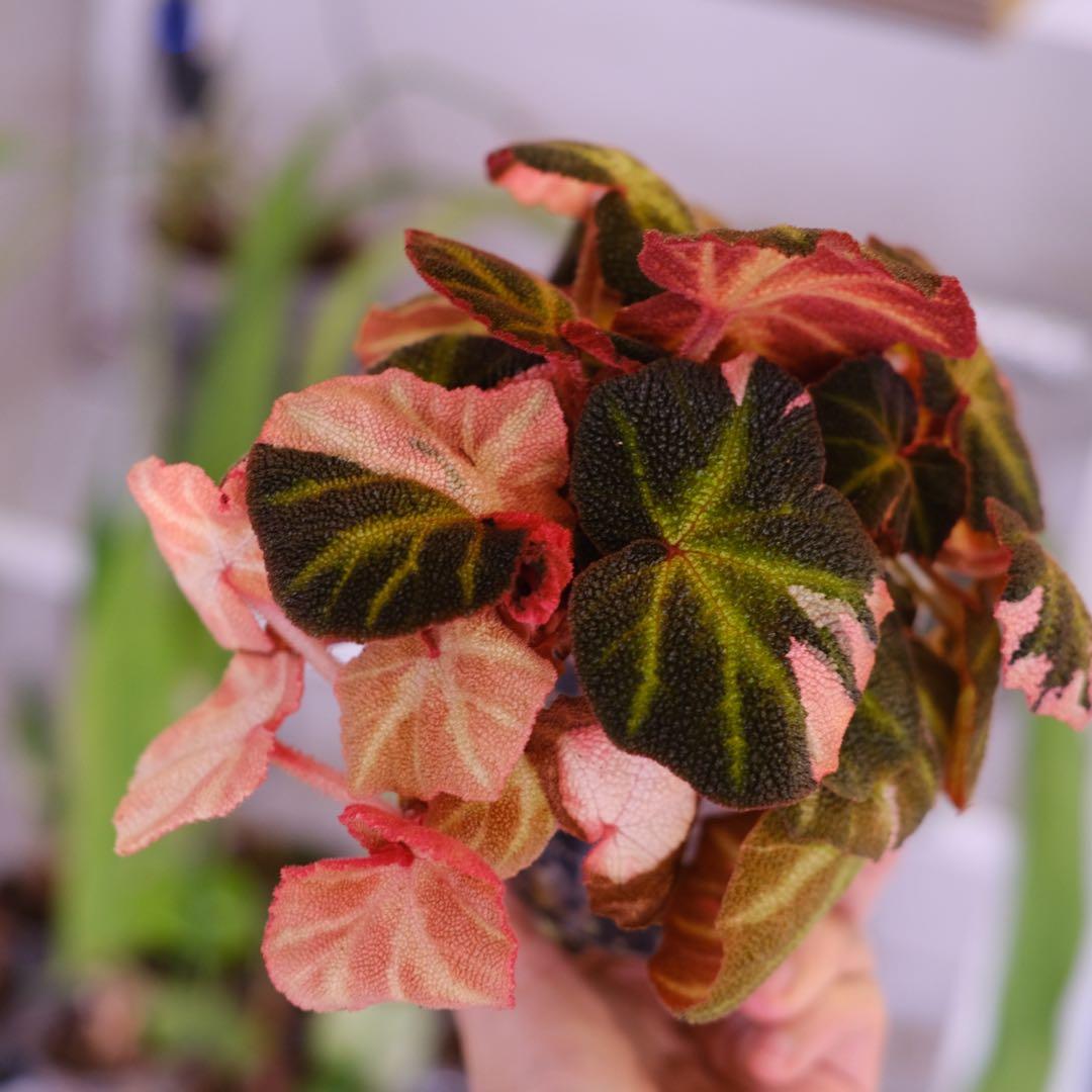 Begonia soli mutata Var│ベゴニア ソリムタータ ピンク④