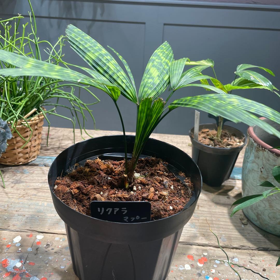 リクアラ　マプ　　希少ヤシ