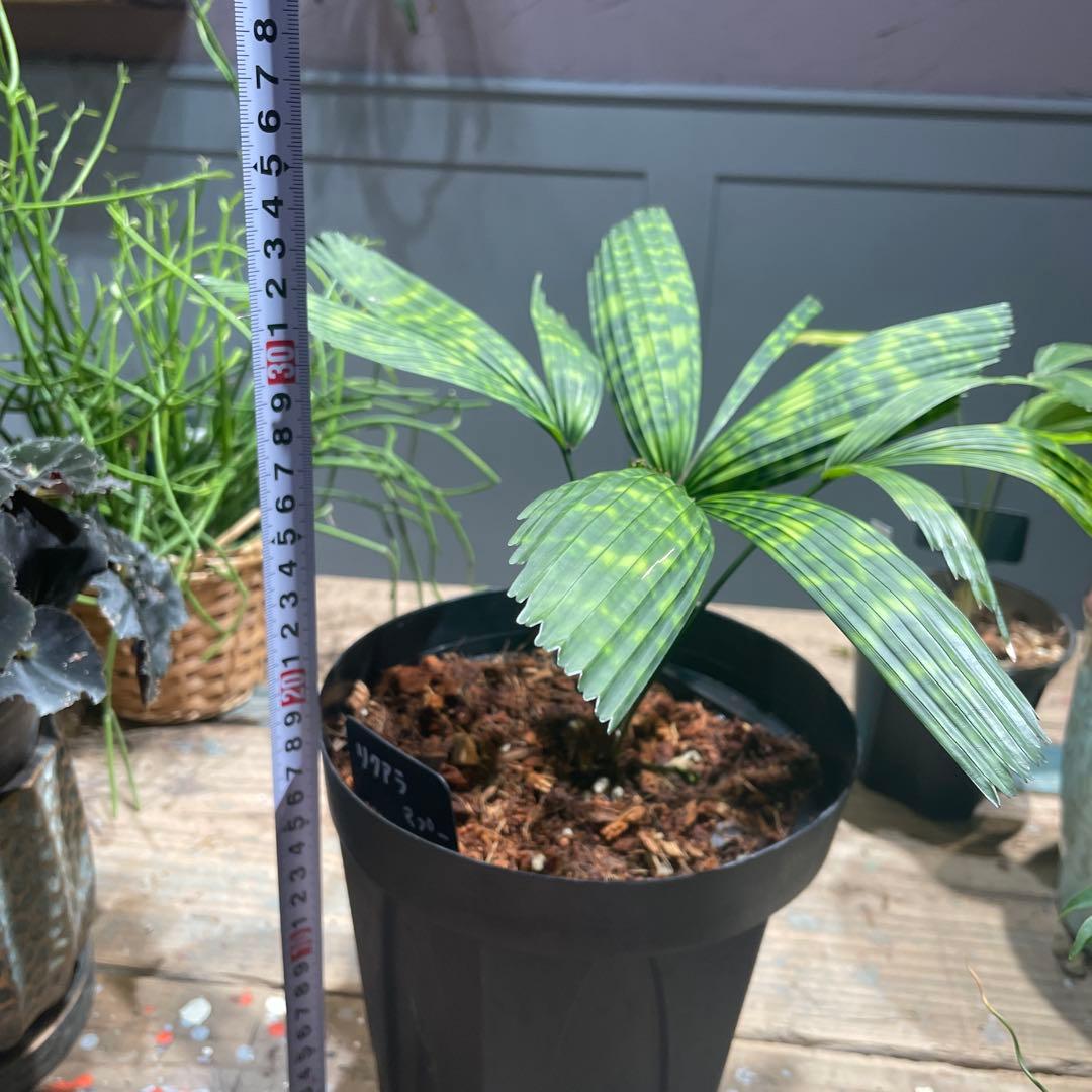 リクアラ　マプ　　希少ヤシ