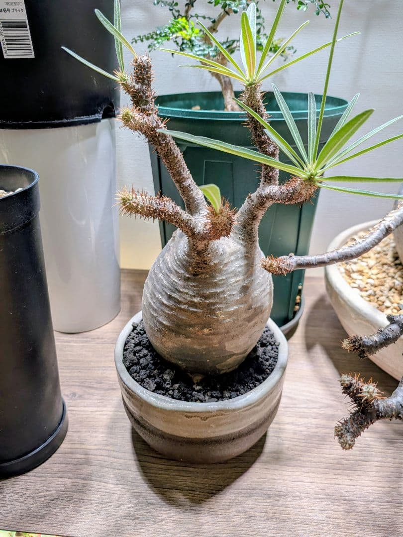 【塊根植物】パキポディウムグラキリス　信楽焼