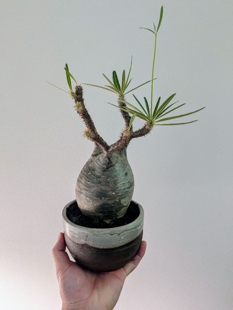 【塊根植物】パキポディウムグラキリス　信楽焼