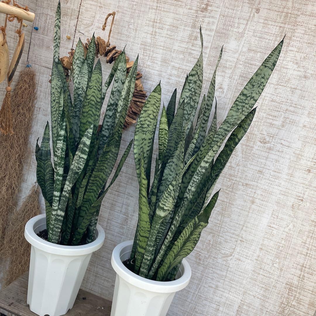 週末特価！2鉢価格！サンスベリア　ゼラニカ　苗　苗木　サンセベリア　7号　複数株