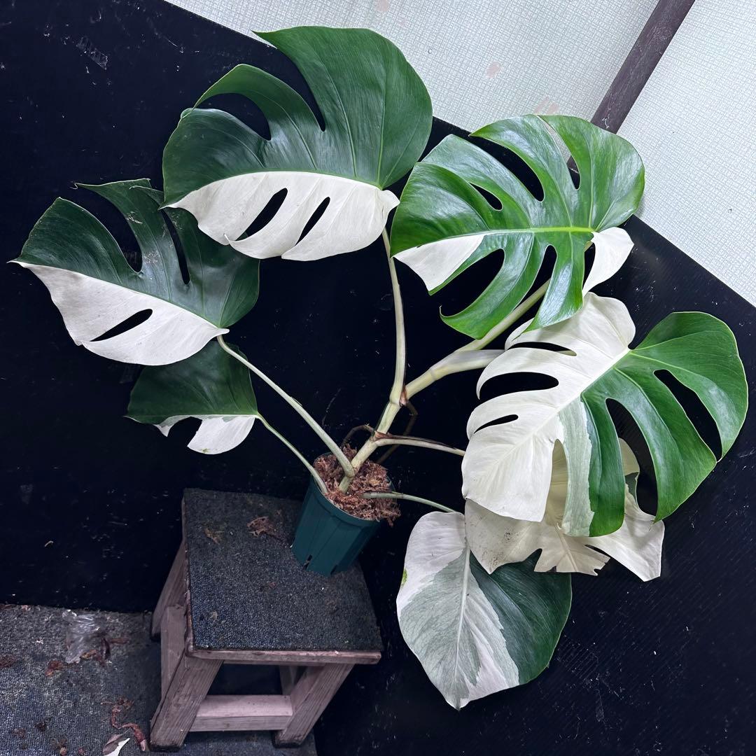 マ*ン様 モンステラ斑入りハーフムーンホワイトタイガー極美斑入り　　 77cm