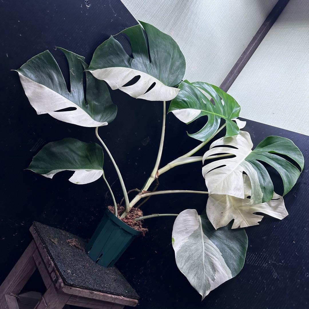 マ*ン様 モンステラ斑入りハーフムーンホワイトタイガー極美斑入り　　 77cm