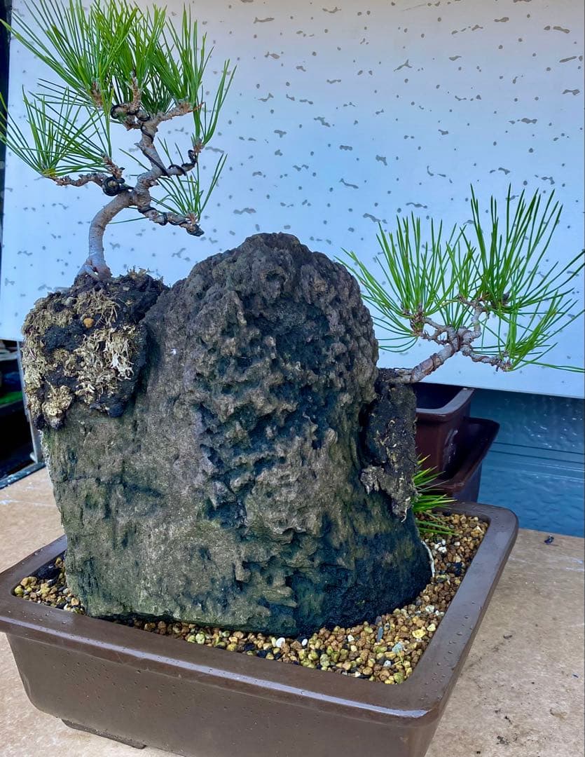 盆栽　自然石付き黒松　盆景　眺めいい❣️2鉢で