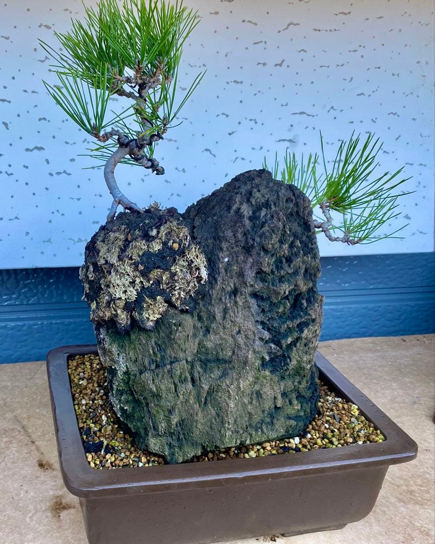 盆栽　自然石付き黒松　盆景　眺めいい❣️2鉢で