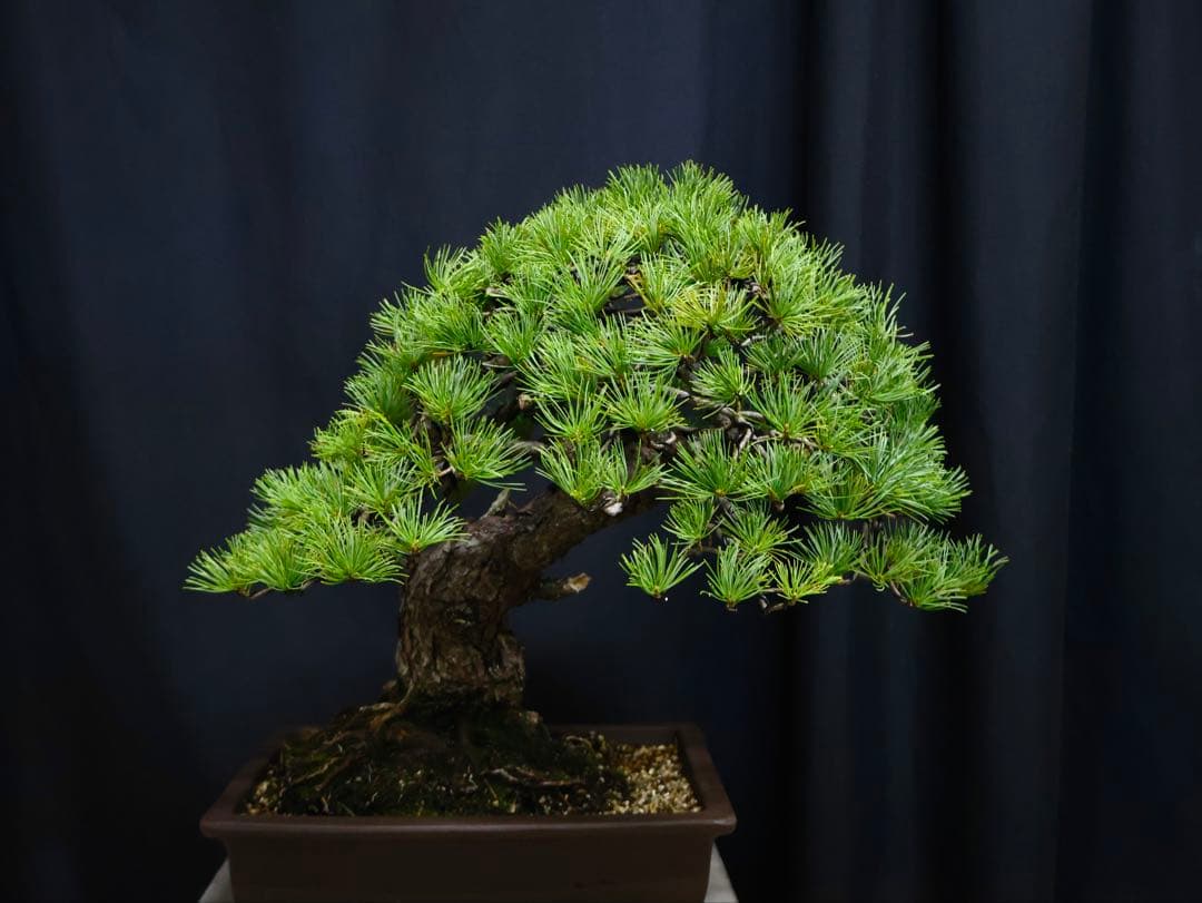 逸品　五葉松　太幹　良いサイズ　整姿　樹高45cm