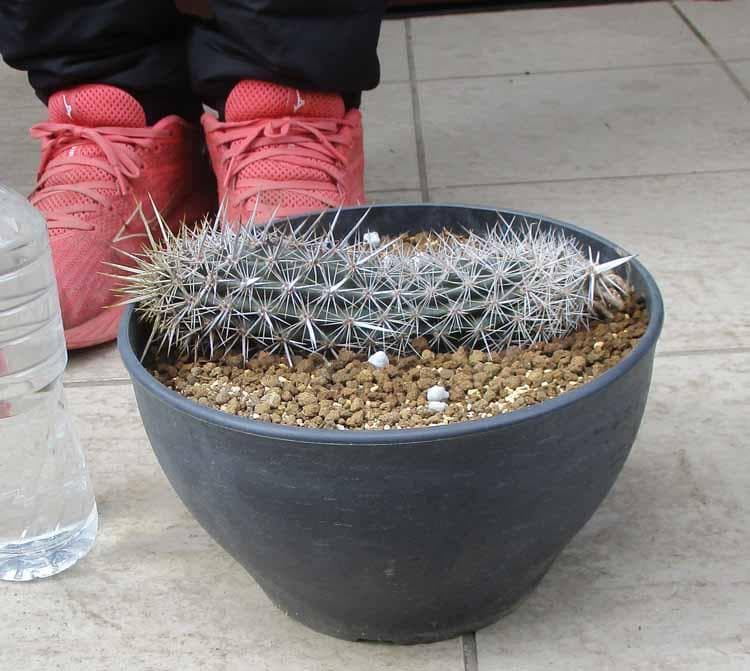 【現品】サボテン・入鹿　いるか（ステノケレウス・エルカ）「這う悪魔」9号　A5番