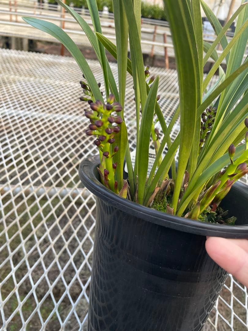 R8年キンリョウヘン花芽7本#1