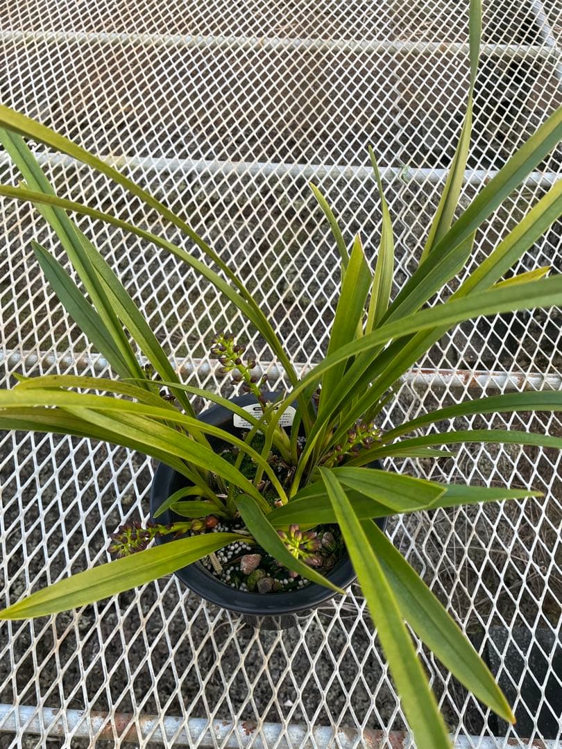 R8年キンリョウヘン花芽7本#1