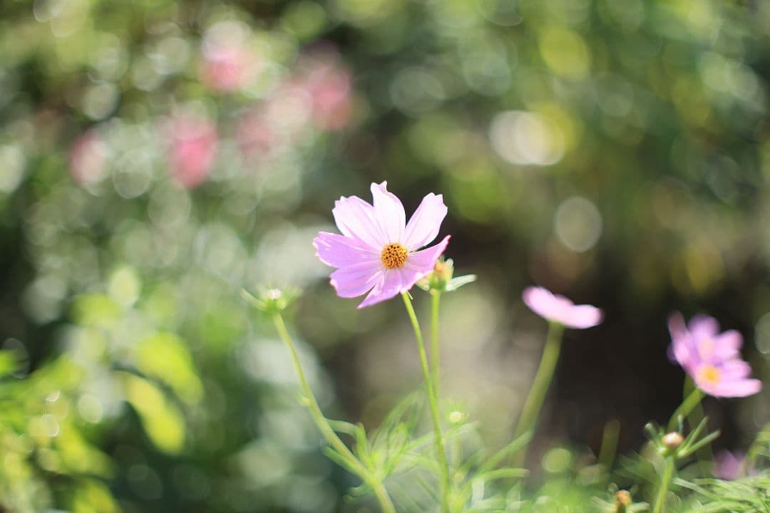 《希少》YASHICA AUTO YASHINON-DX 50mm F1.4