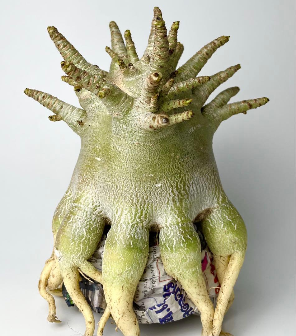 【極美/ドワーフ/超極太 】アデニウム アラビカム ゴジ タコ足仕立て ③