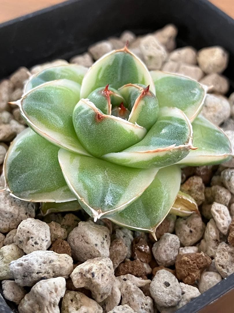 m*n様 【初売りオークション】33 活着　赤棘　アガベ　王妃笹の雪A型　ピンキ