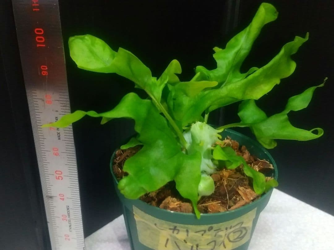 ② レカノプテリス バルゴイ ノース スラウェシ