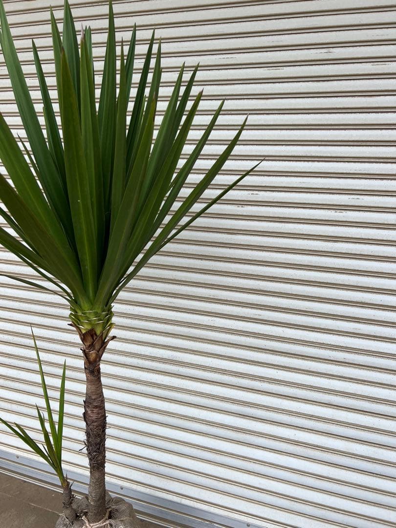 送料込み　ニオイシュロラン　ドラセナ　形状良　新築