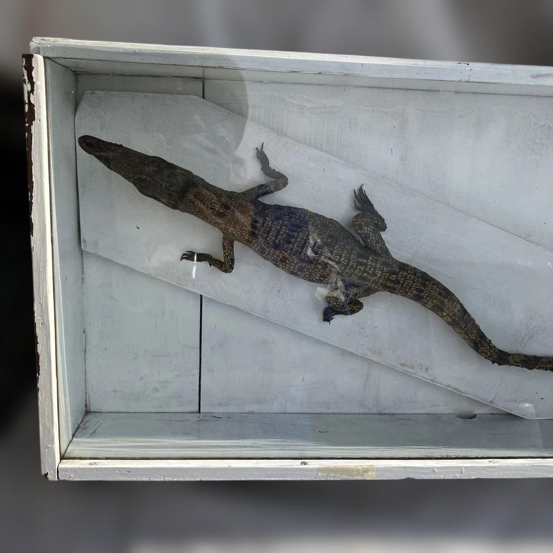 (458)メガネカイマンの幼体と言われる剥製です。