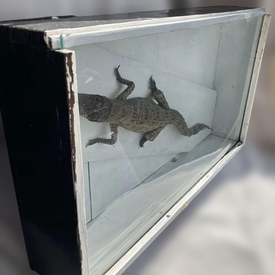 (458)メガネカイマンの幼体と言われる剥製です。