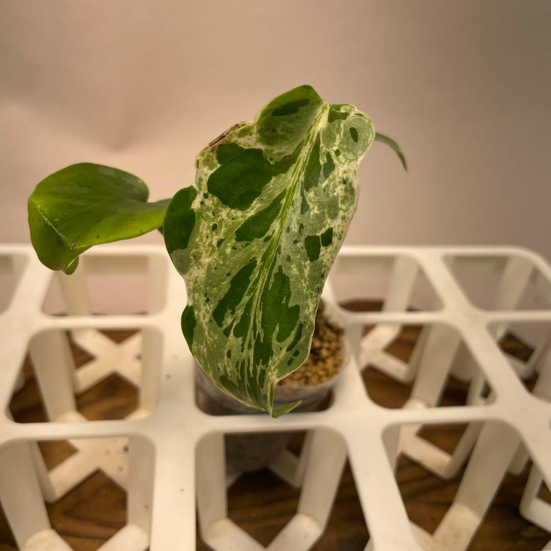 Z*e様 ms26品種保証！斑入り保証！ モンステラ バルバソー フシギダネ