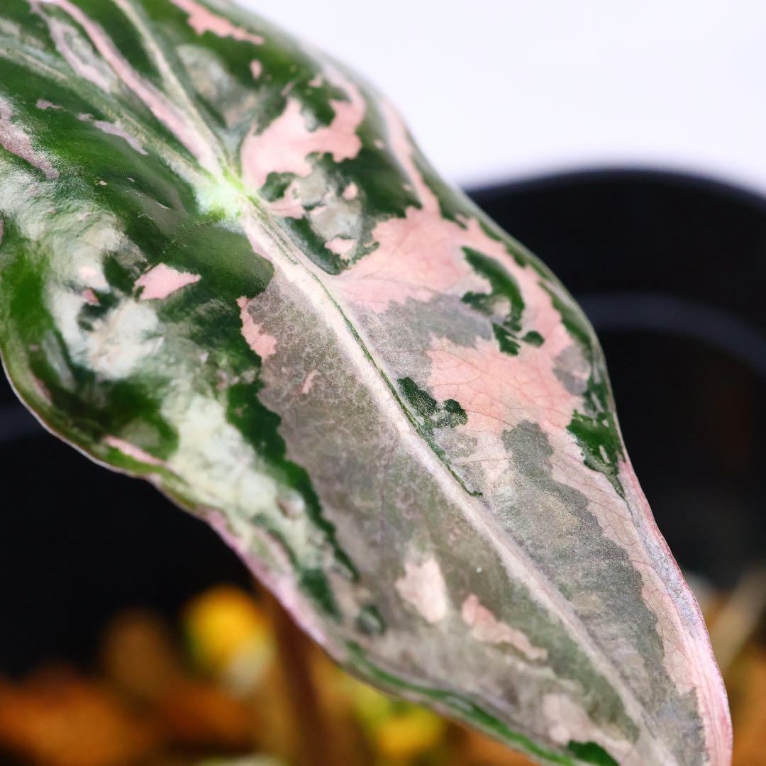 アロカシア ノビリス ピンク 斑入り