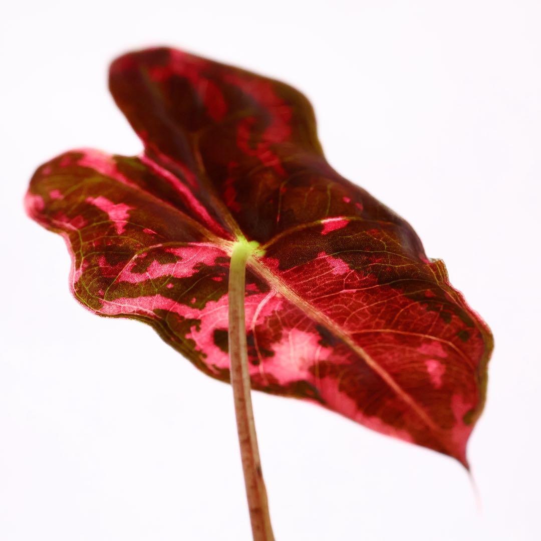 アロカシア ノビリス ピンク 斑入り