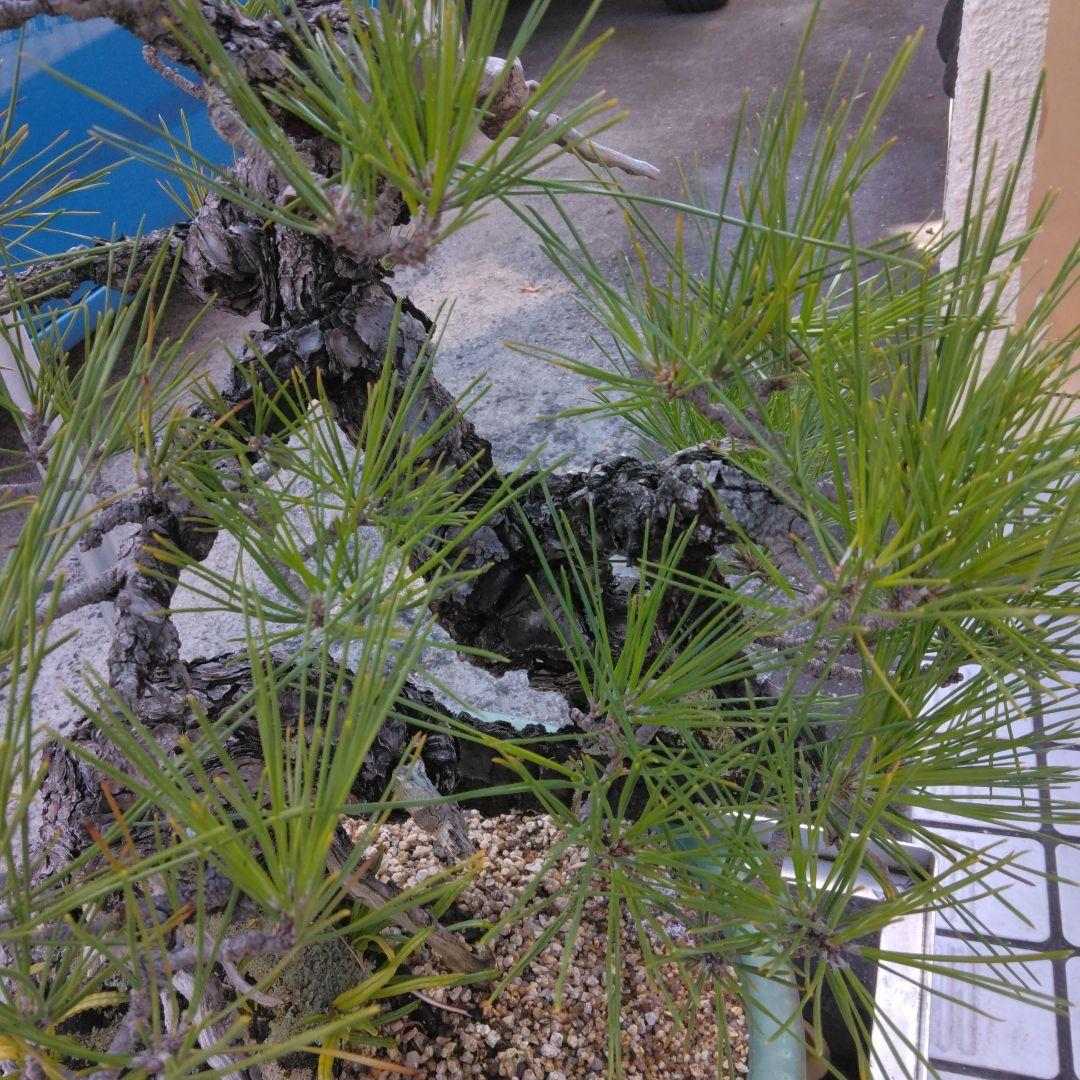 黒松　　 大型盆栽】　　撮影日2022,09,21日945