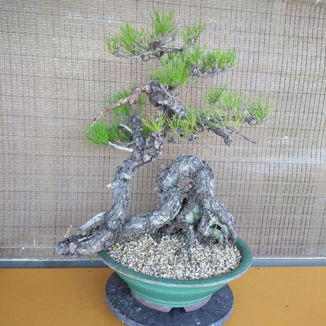 黒松　　 大型盆栽】　　撮影日2022,09,21日945