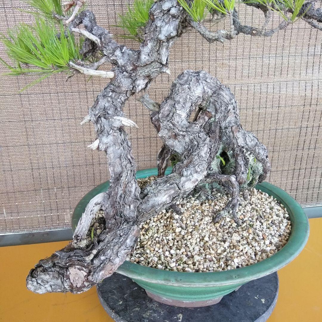 黒松　　 大型盆栽】　　撮影日2022,09,21日945