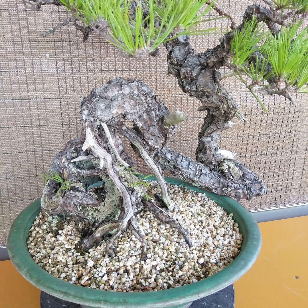 黒松　　 大型盆栽】　　撮影日2022,09,21日945