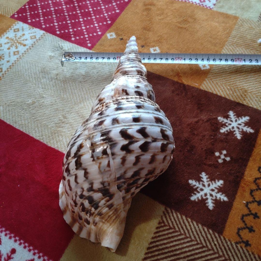 法螺貝 ホラ貝 ほら貝 インテリア 加工用 大型　美品　 置物　標本