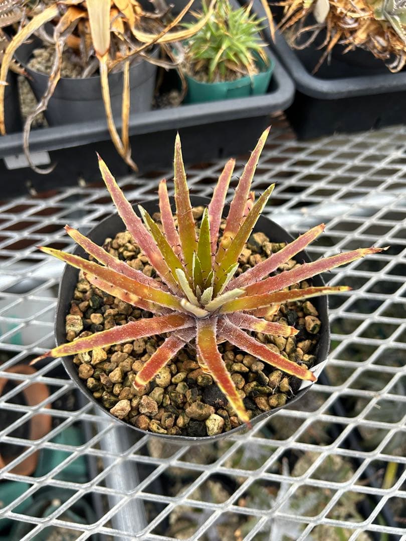 原種 ディッキア Dyckia reitzii rubra large form