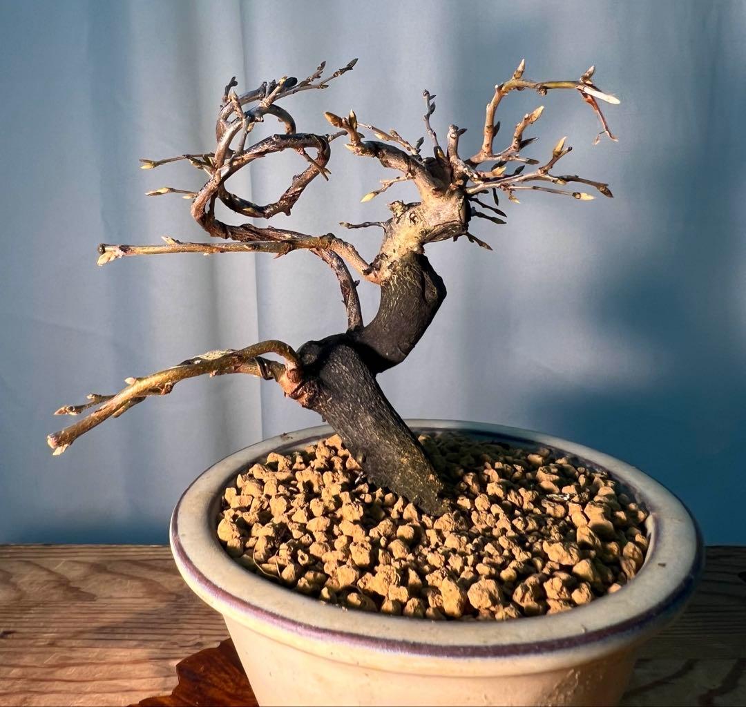 老爺柿　将来有望