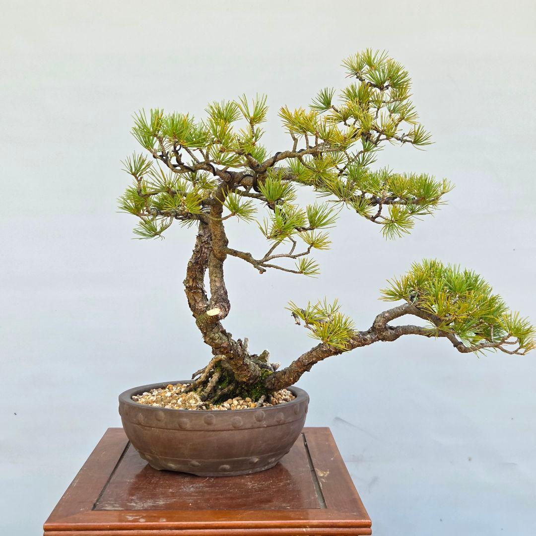 五葉松　[山木三幹株立ち]　中品盆栽