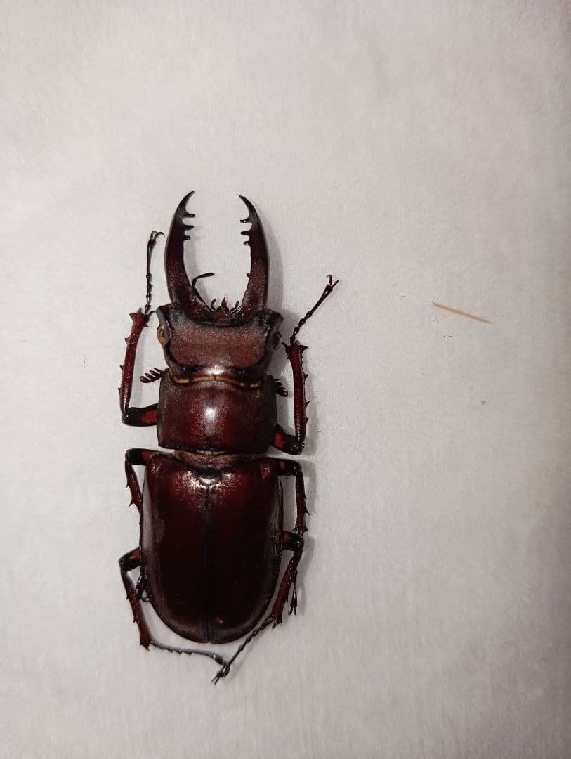 アマミミヤマ40ミリ♂（奄美大島）