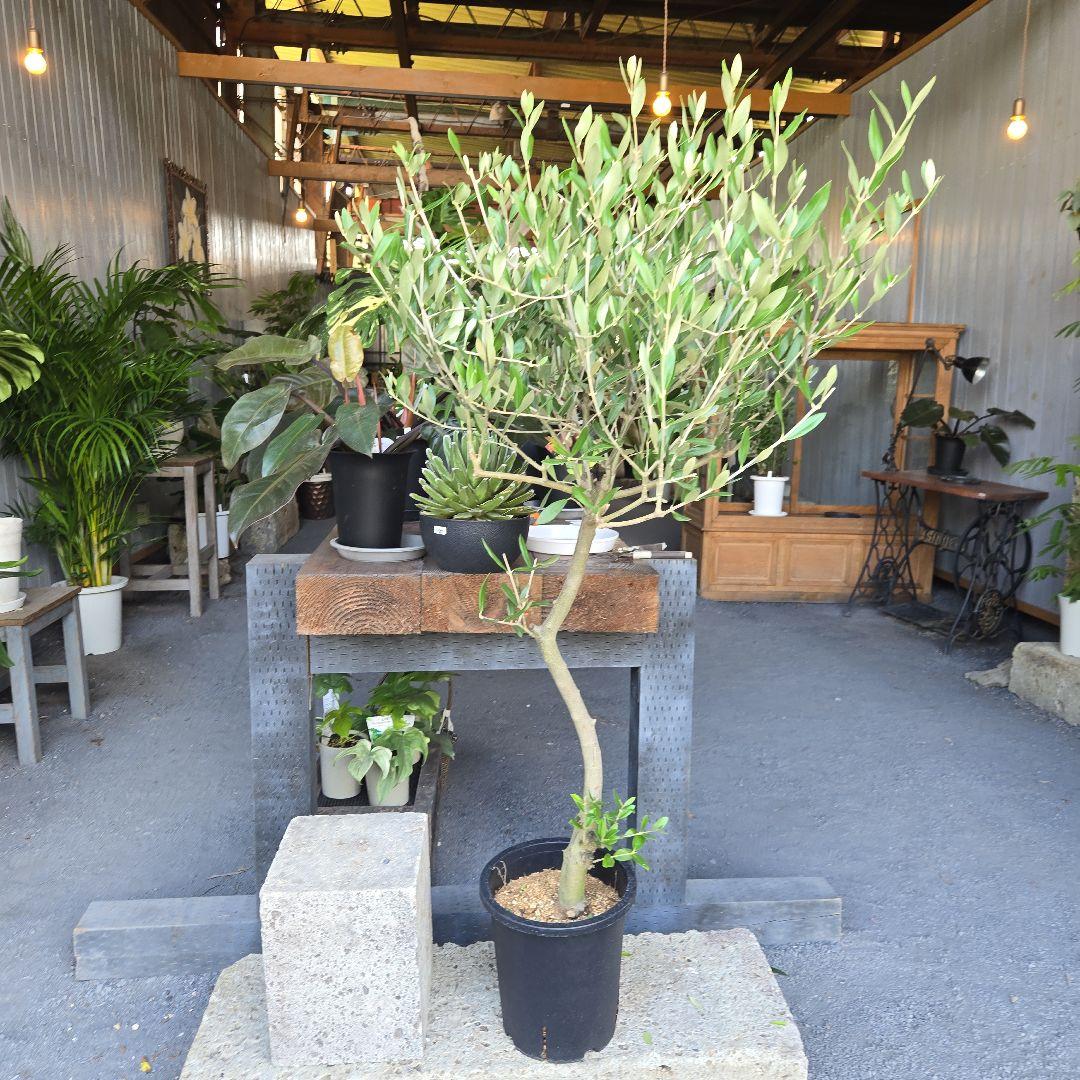 ⑬　オリーブの木souju『ミッション』８号特大苗木最高等級極上品‼️行灯仕立て