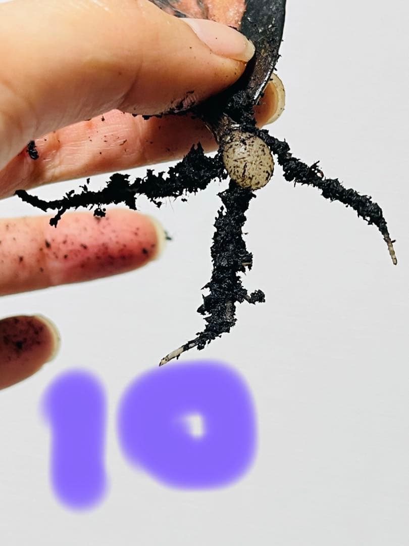 ザミオクルカス ブラック ピンクバリエガータ斑入りZZ plant 11