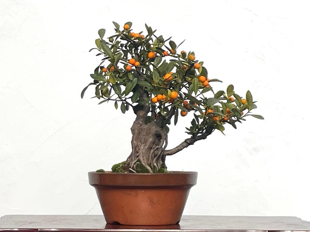 三河盆栽　金豆　キンズ　盆栽