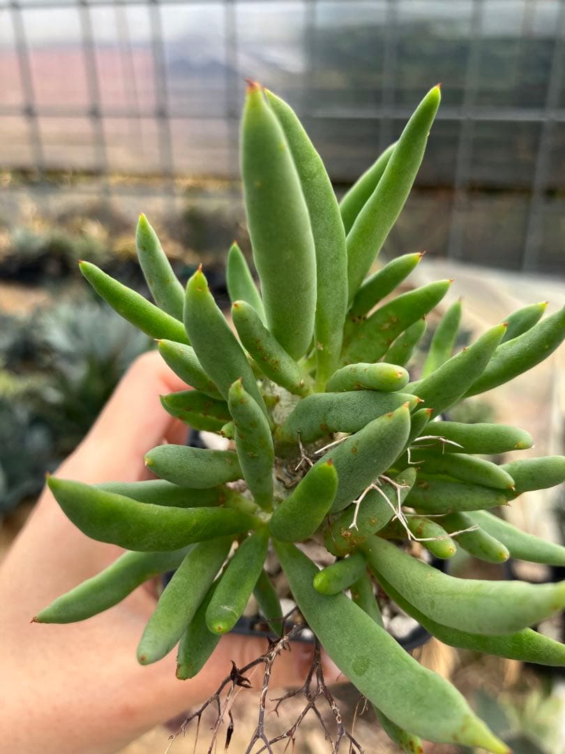 チレコドン　レティキュラータス　万物想　実生苗　開花株