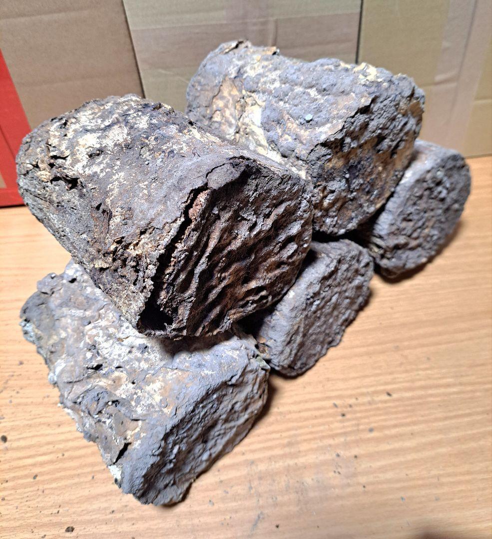 １０本！ Ｌ×５本 Ｍ×５本 クヌギ 土埋め レイシ 霊芝 産卵材 柔らか仕上げ