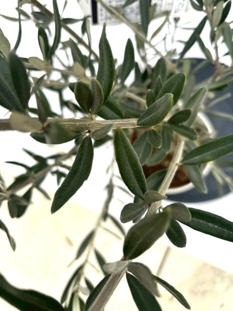 オリーブの木　ホワイト　6号　NO.840　約85cm　希少品種　現品掲載