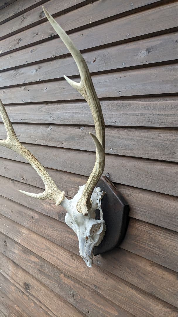 フ*ン様 鹿角　希少！白角!!ハンティングトロフィー　スカルヘッド　種名＝　耶馬