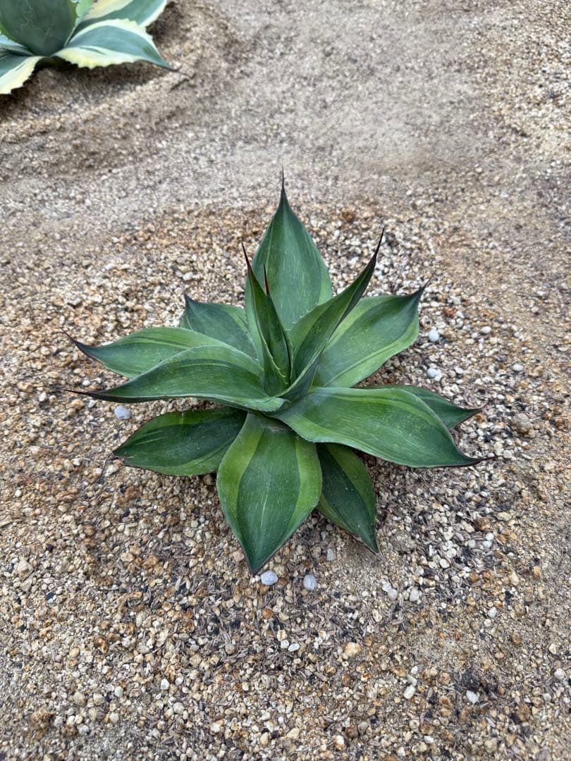 アガベ　オバティフォリア　キラー　輸入株