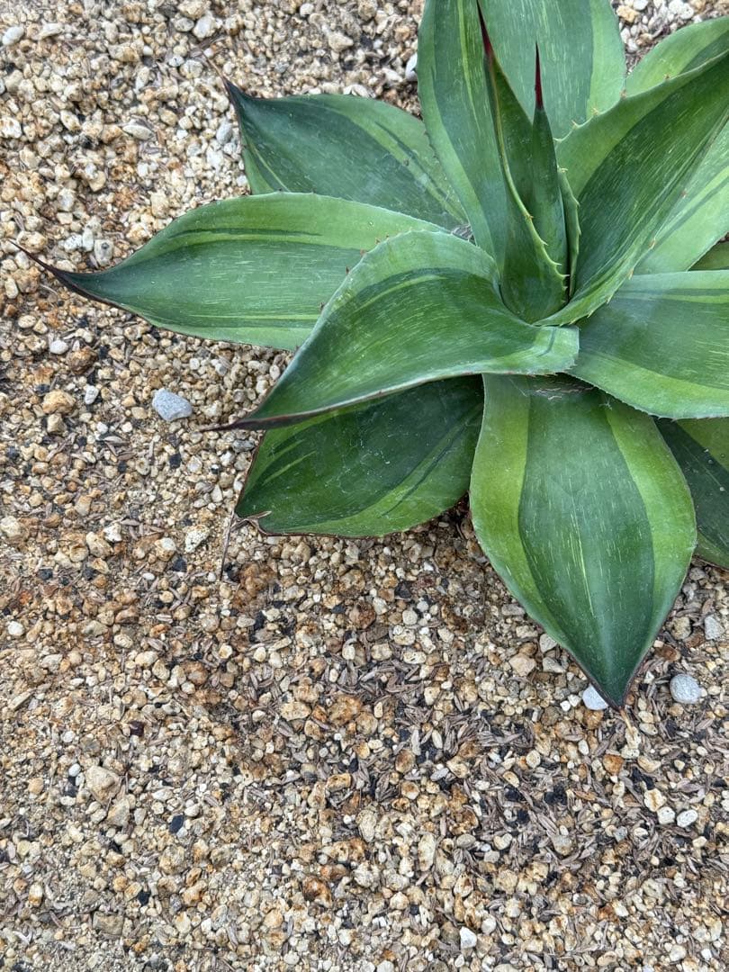 アガベ　オバティフォリア　キラー　輸入株