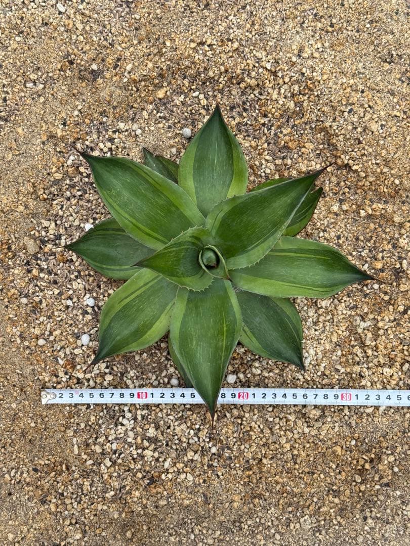 アガベ　オバティフォリア　キラー　輸入株